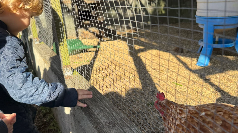 Barn ved hønsegård
